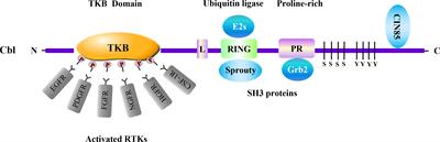 Negative regulation of receptor tyrosine kinases by ubiquitination: Key roles of the Cbl family of E3 ubiquitin ligases